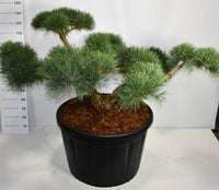 Tall – Pinus sylvestris 'Repens' - C230 150-175 cm. Bonsai