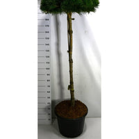 Svarttall – Pinus nigra 'Pierrick Bregeon' - C65 150 cm. Stam