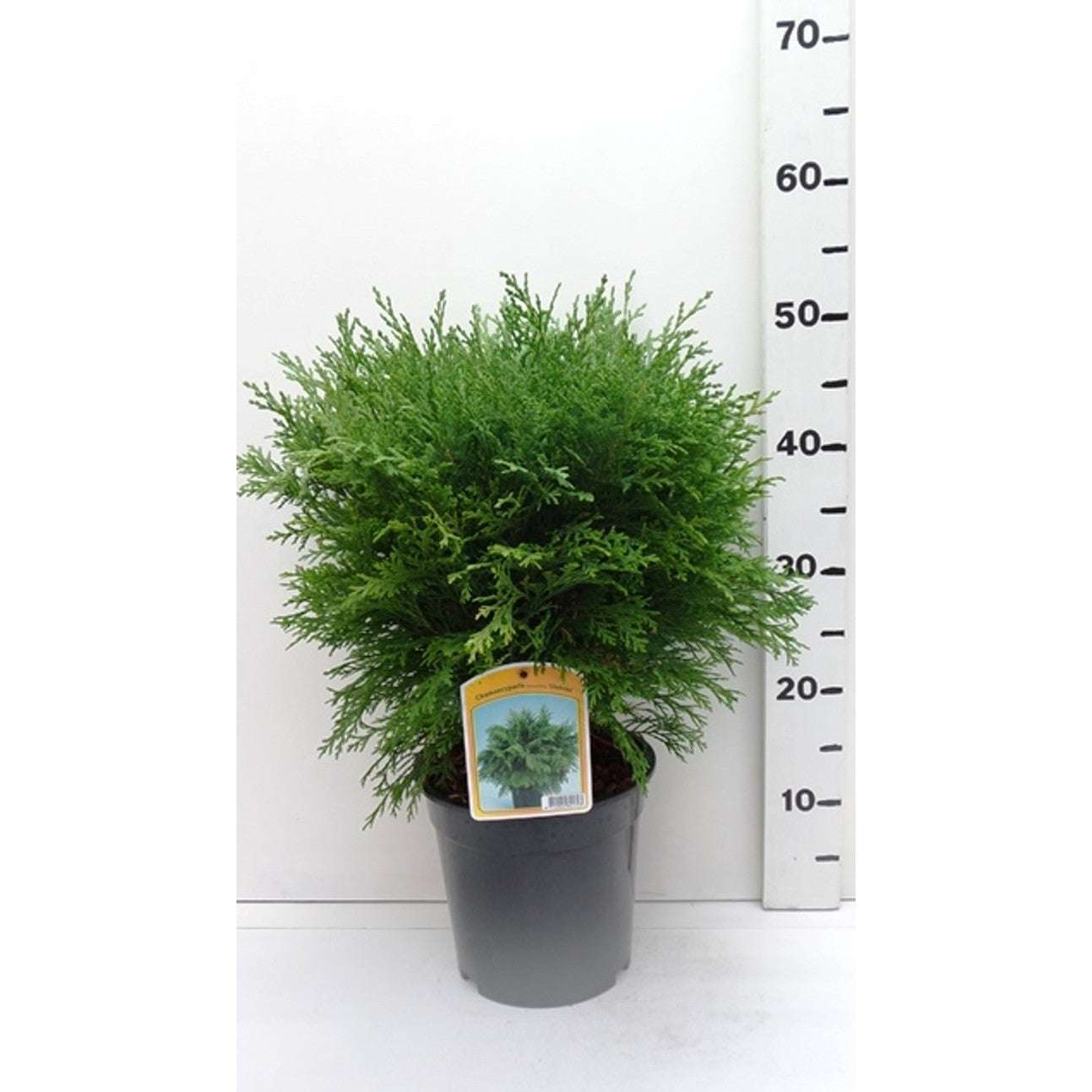 Ädelcypress – Chamaecyparis lawsoniana 'Globosa' - C3 30-40 CM