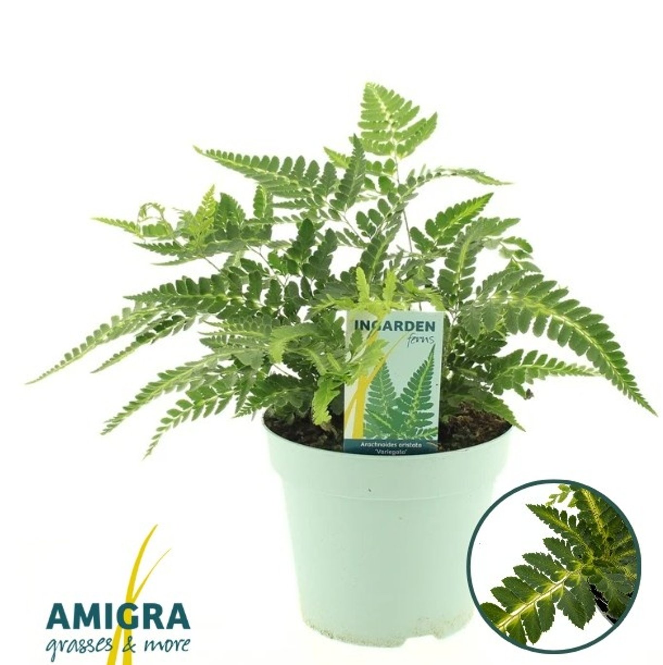 Sköldbräken – Arachniodes aristata 'Variegata' - C2