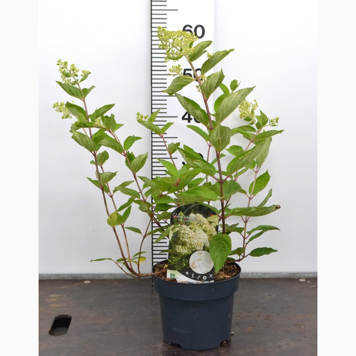 Syrenhortensia – Hydrangea paniculata 'Grandiflora' - C3 20-40 CM