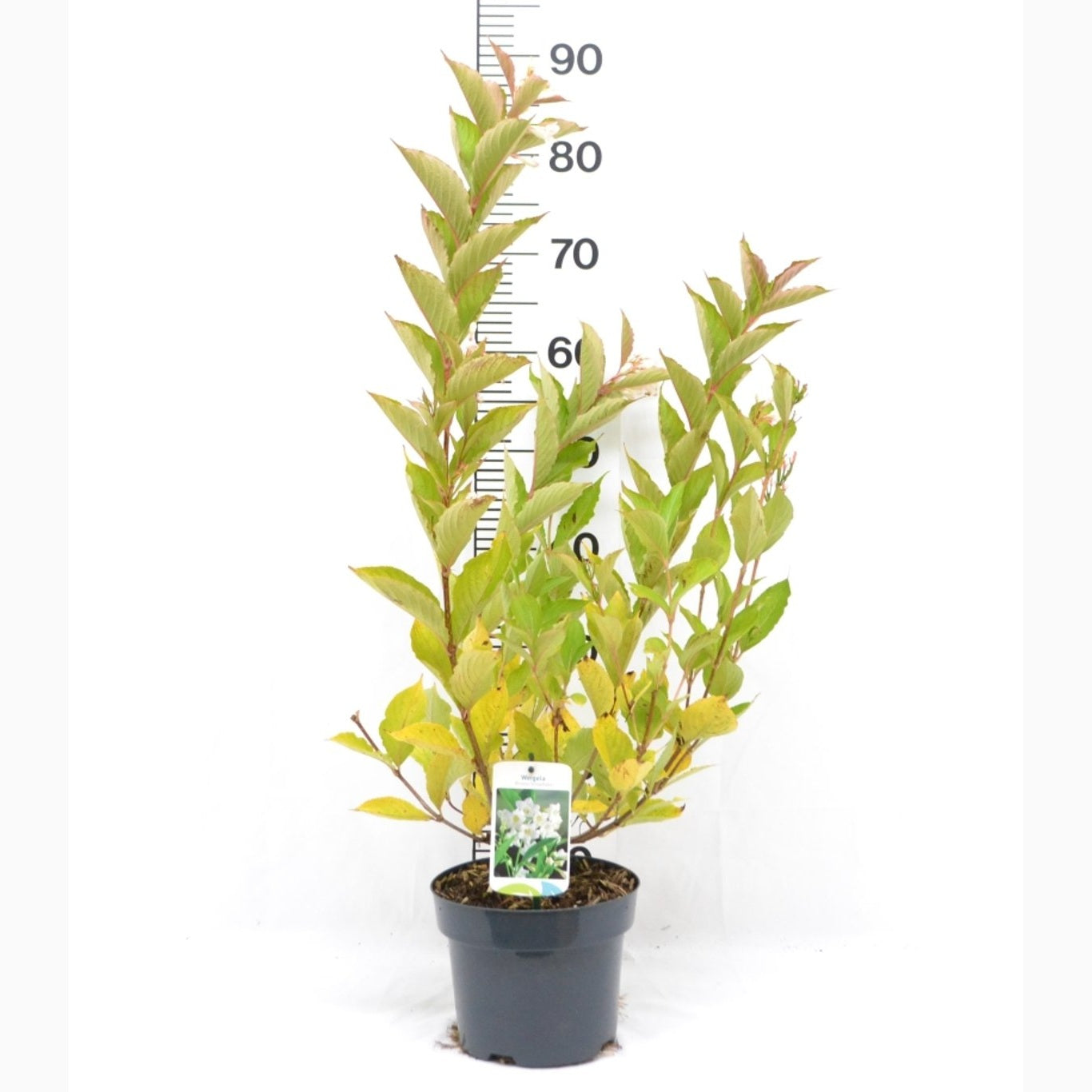 Praktweigela – Weigela 'Bristol Snowflake' - C3 20-40 CM