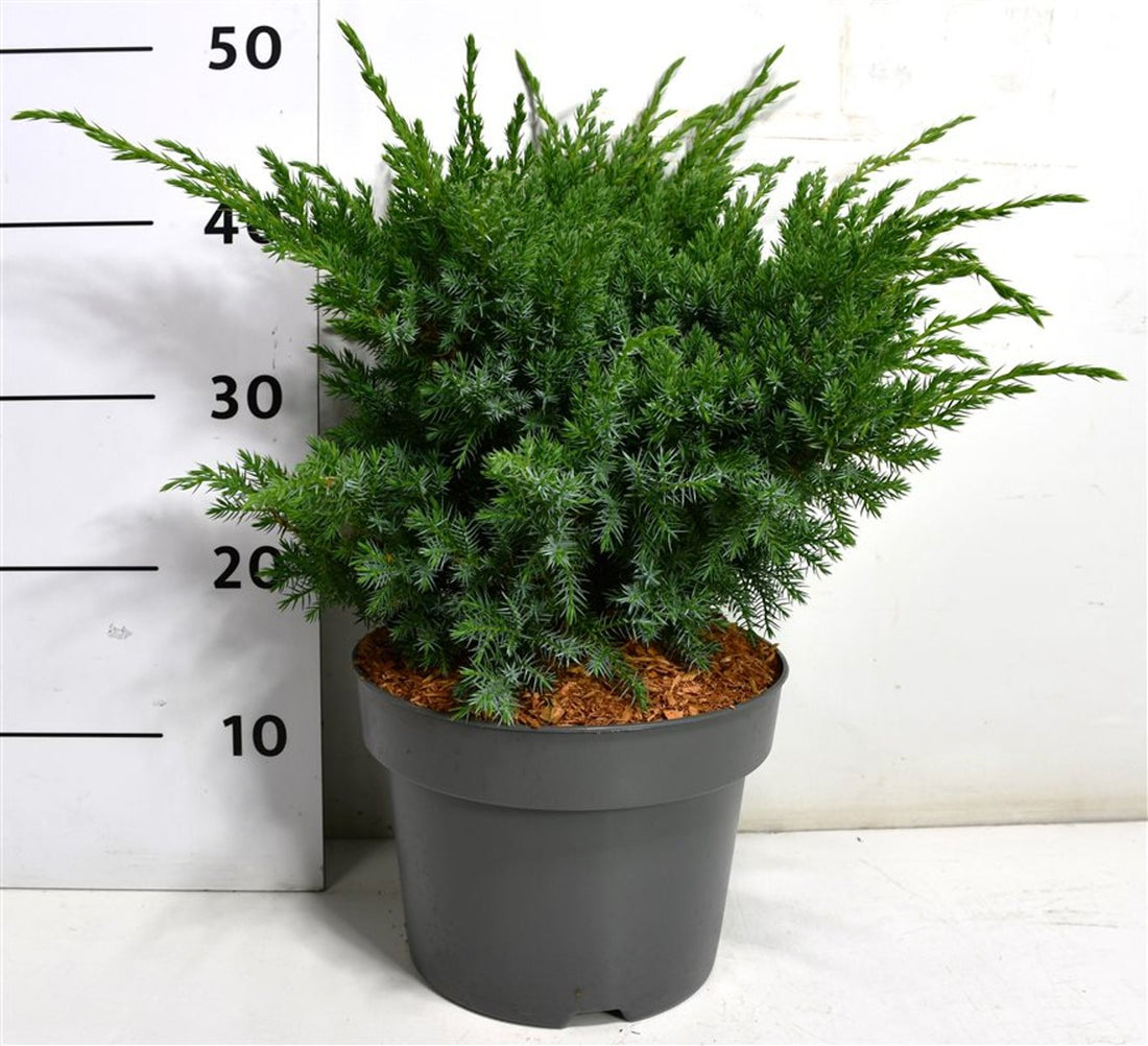 Himalaya-en – Juniperus squamata &
