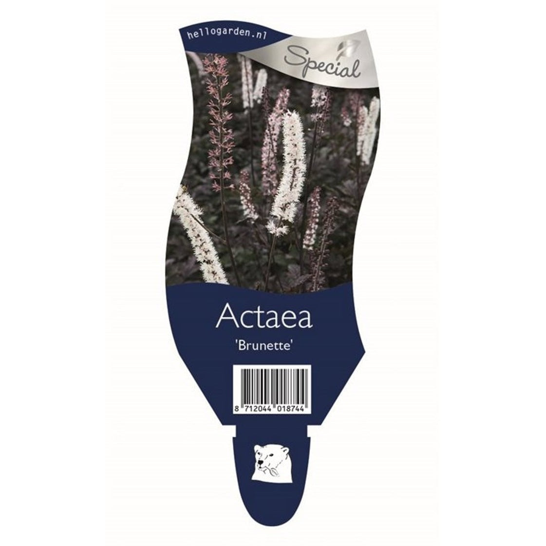 Silverax – Actaea simp. 'Brunette' - P11