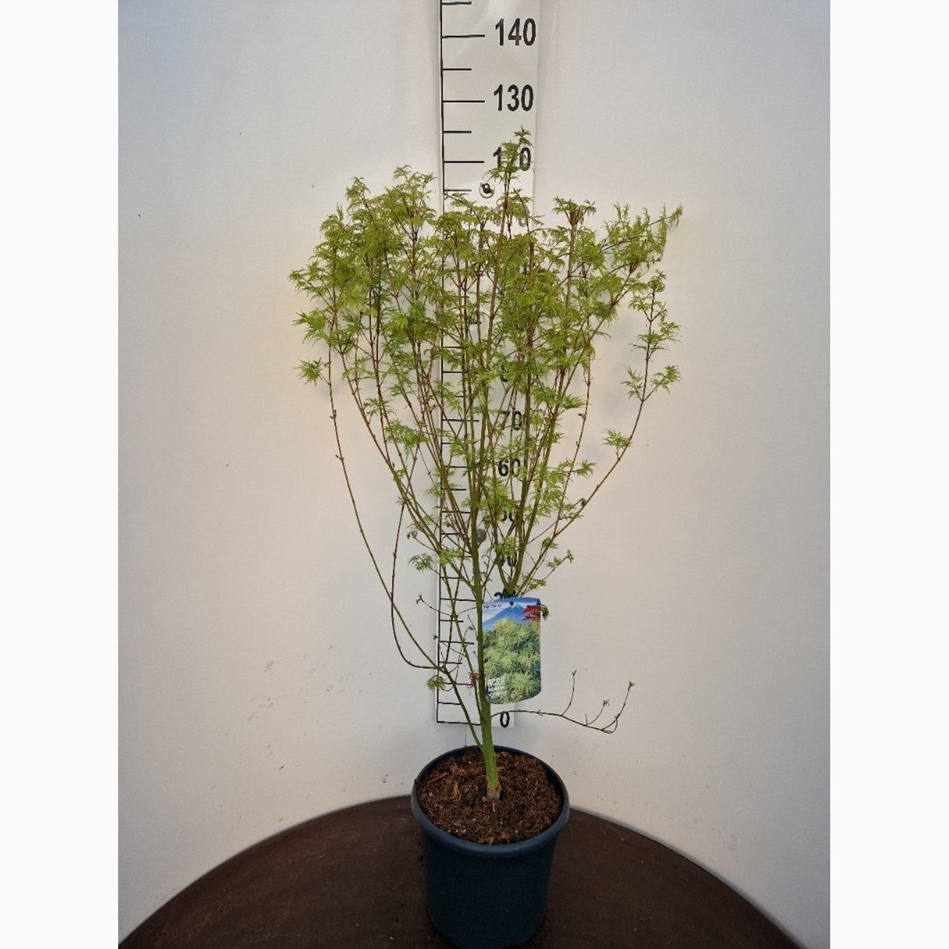 Japansk lönn – Acer pal. 'Seiryu' - C10 80-100 CM