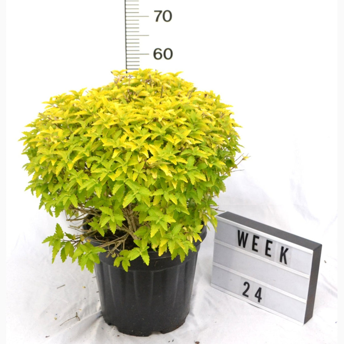 Blåspirea – Caryopteris clandonensis &