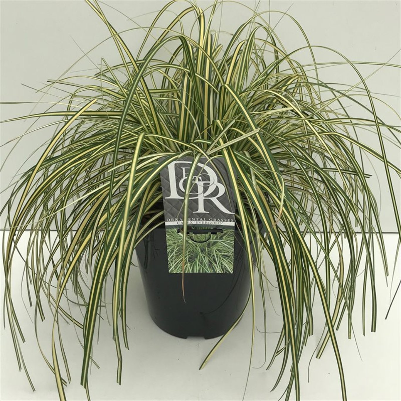 Starr – Carex oshimensis 'Evergold' - C5