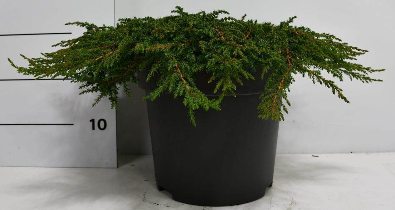 En – Juniperus communis 'Green Carpet' - C12 50-60 cm.
