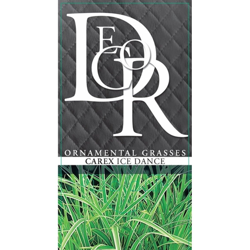 Starr – Carex morrowii 'Ice Dance' - C1