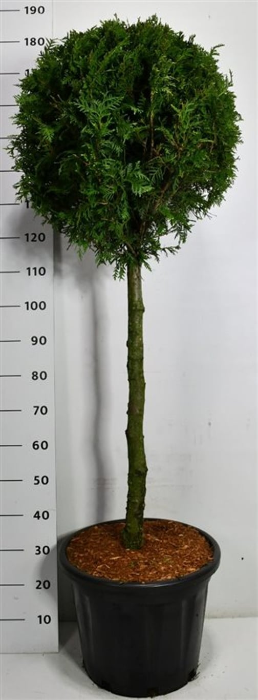 Thuja – Thuja occidentalis 'Brabant' - C35 80 cm. Stam