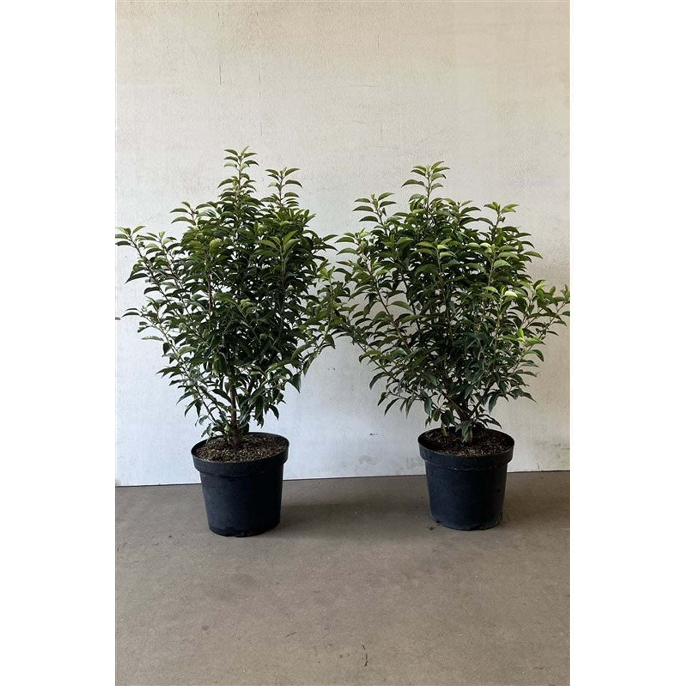 Lagerhägg – Prunus lusitanica &