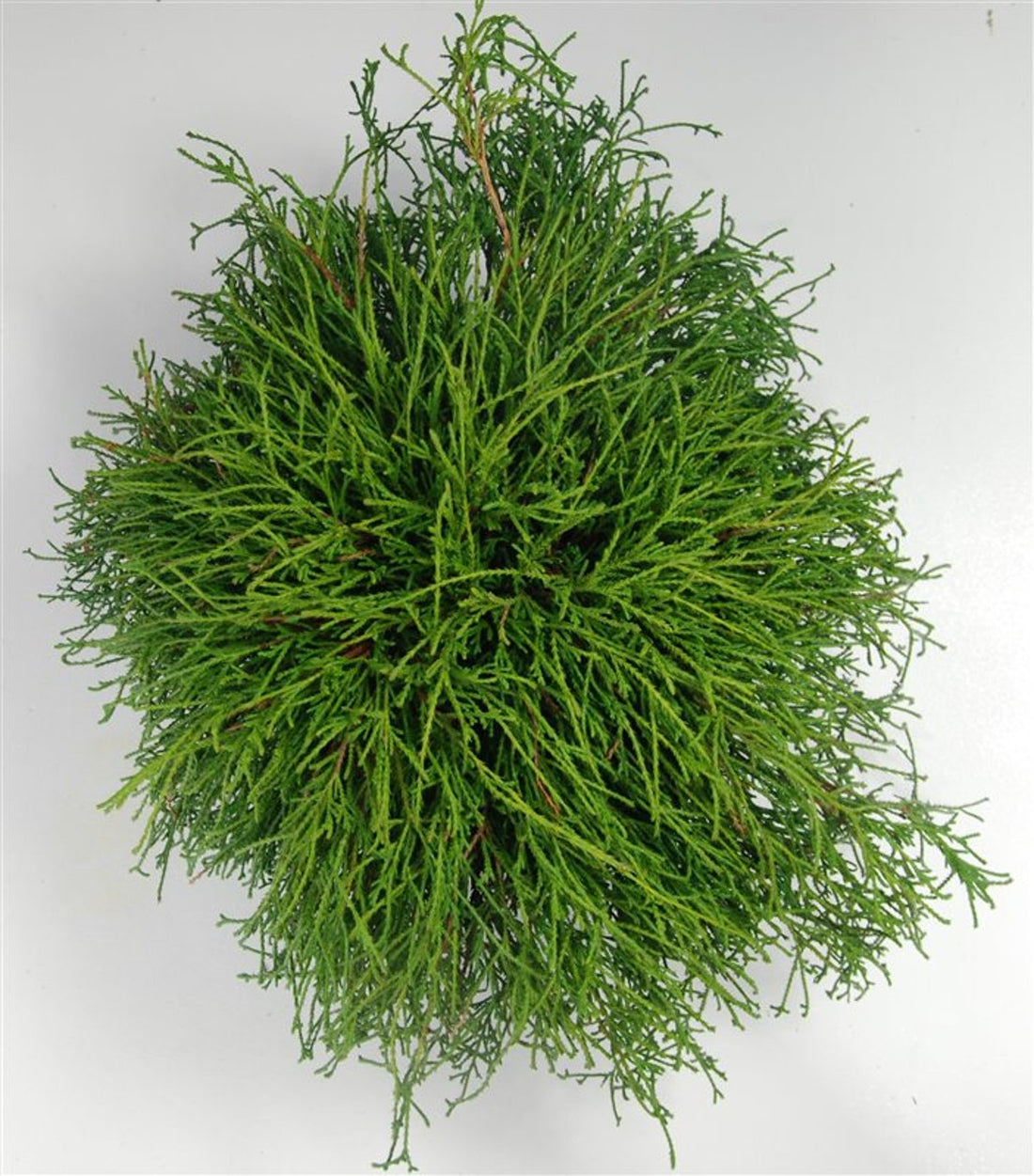 Ädelcypress – Chamaecyparis pisifera &