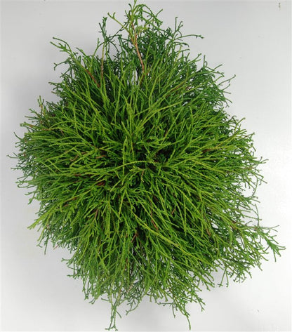 Ädelcypress – Chamaecyparis pisifera &