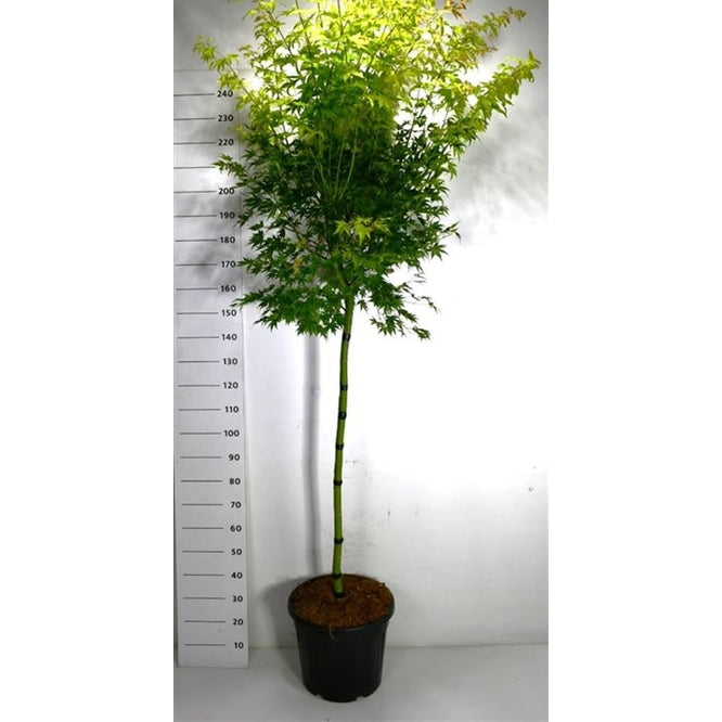 Japansk lönn – Acer palmatum 'Orange Dream' - C35 120 cm. Stam