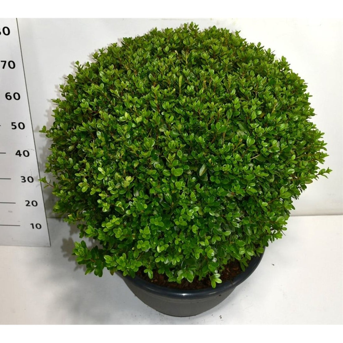 Rhododendron – Rhododendron &