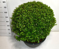 Rhododendron – Rhododendron 'F 14' - C35 60-70 cm. Bol