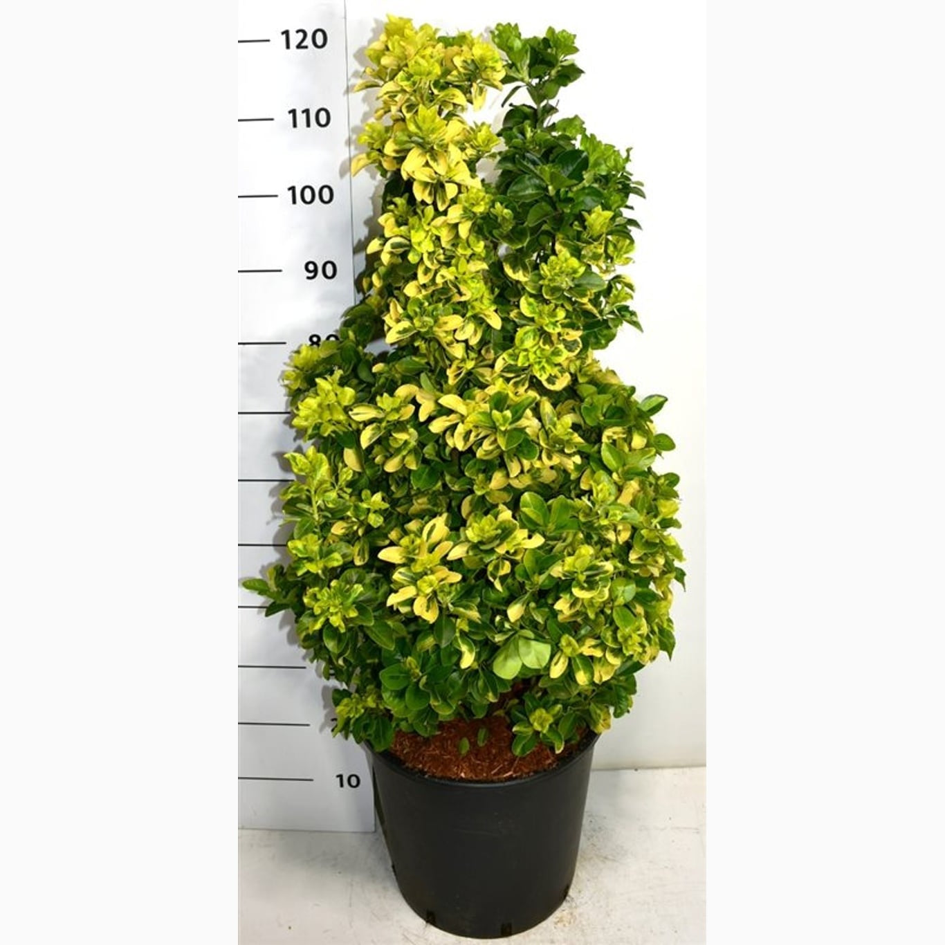 Japansk benved – Euonymus japonicus 'Aureus' - C25 80-100 CM