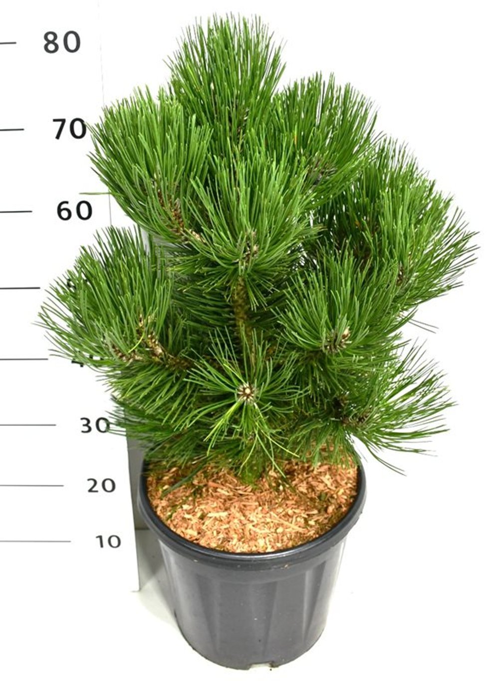 Balkantall – Pinus heldreichii &