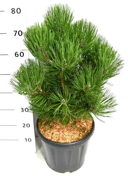 Balkantall – Pinus heldreichii &
