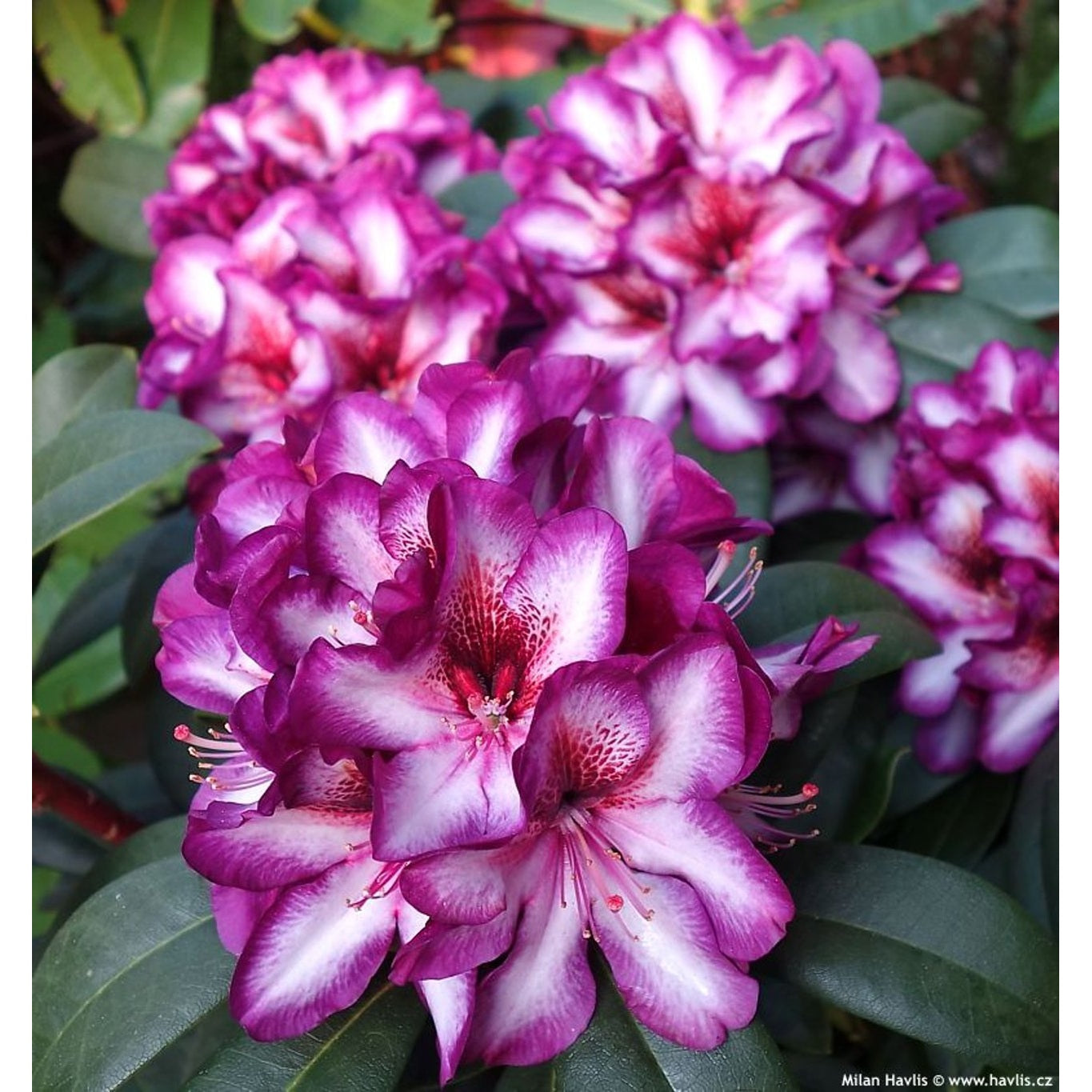 Rhododendron – Rhododendron 'Hans Hachmann'® - C5 30-40 CM