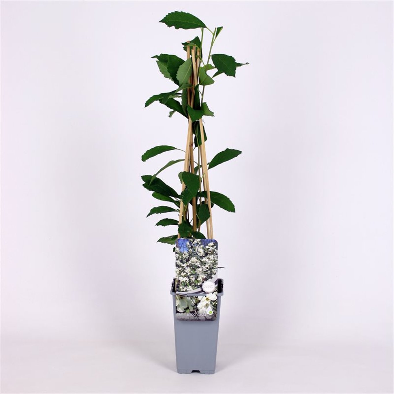 Pärlbuske – Exochorda racemosa 'Blushing Pearl'® - 175-200 CM RB