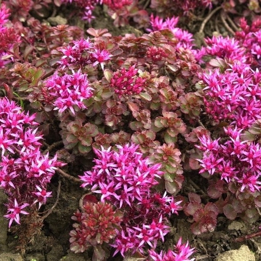 Blågrå fryle – Sesleria glauca - P11