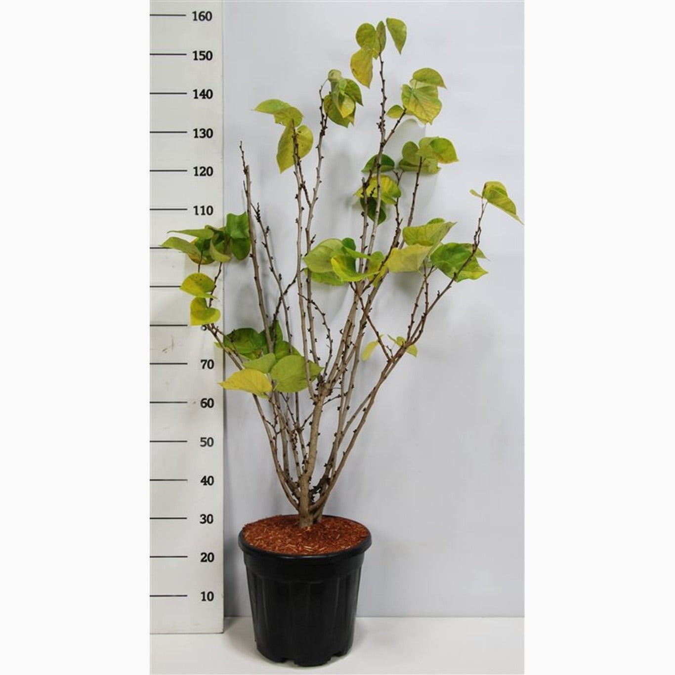 Kinesiskt judasträd – Cercis chinensis 'Avondale' - C20 100-125 CM