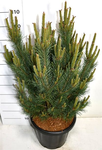 Tall – Pinus sylvestris &
