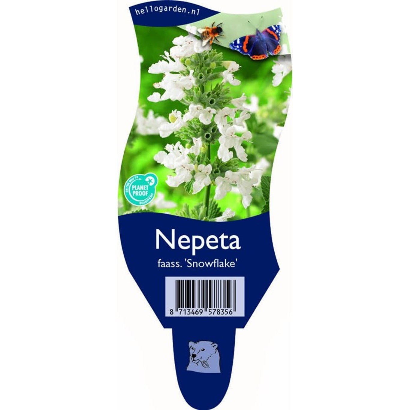 Kantnepeta – Nepeta faassenii 'Snowflake' - P11