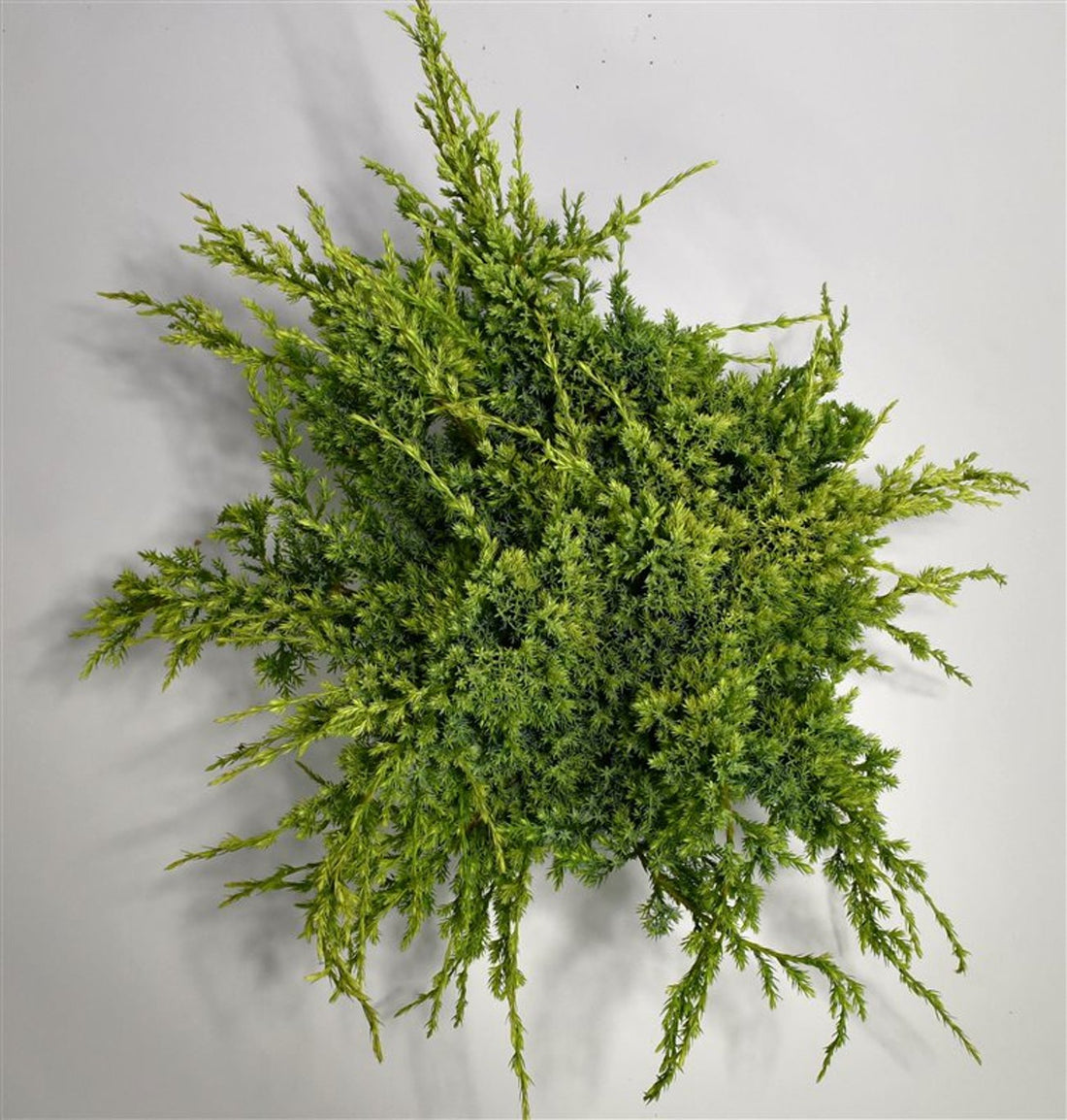 Himalaya-en – Juniperus squamata &
