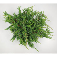 Strand-en – Juniperus conferta 'Schlager' - C5 30-40 cm.