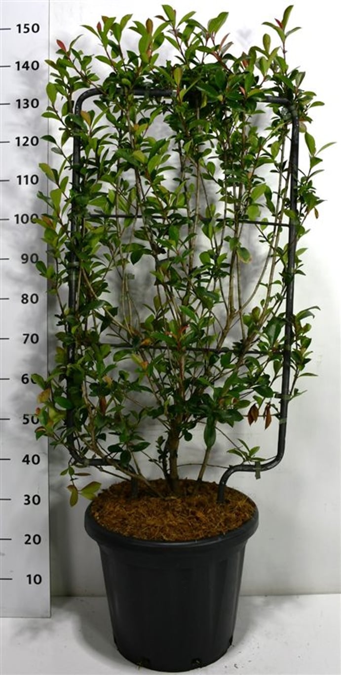 Glansmispel – Photinia fraseri 'Carré Rouge' - C25 100 cm. Scherm