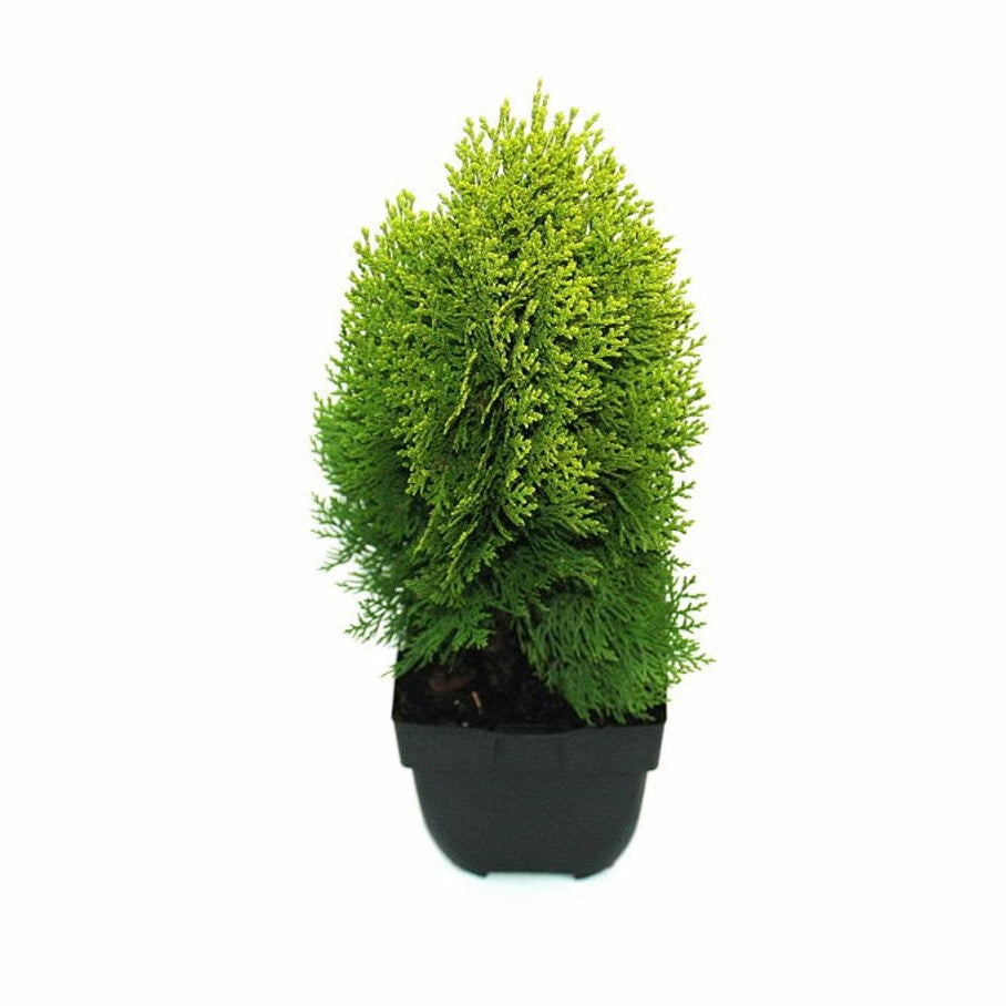 Ädelcypress – Platycladus orientalis 'Aurea Nana' - C2