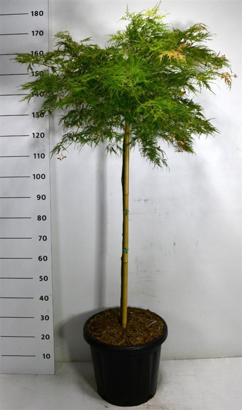 Japansk lönn – Acer palmatum &