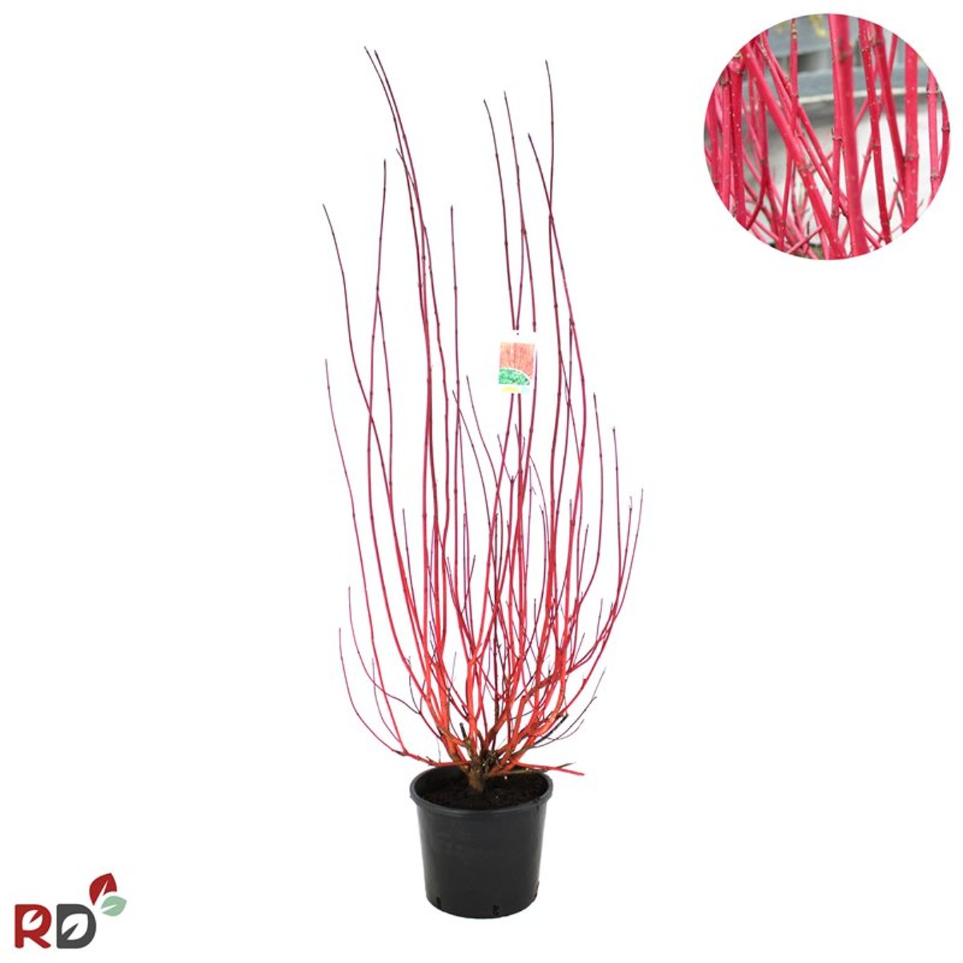 Kornell – Cornus alba 'Sibirica' - C2 100-125 CM