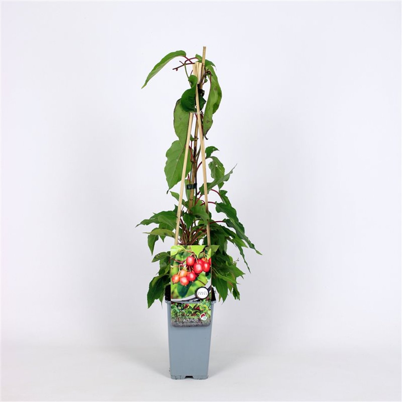 Minikiwi – Actinidia a. 'Ananasnaya' - C2 70/+ CM