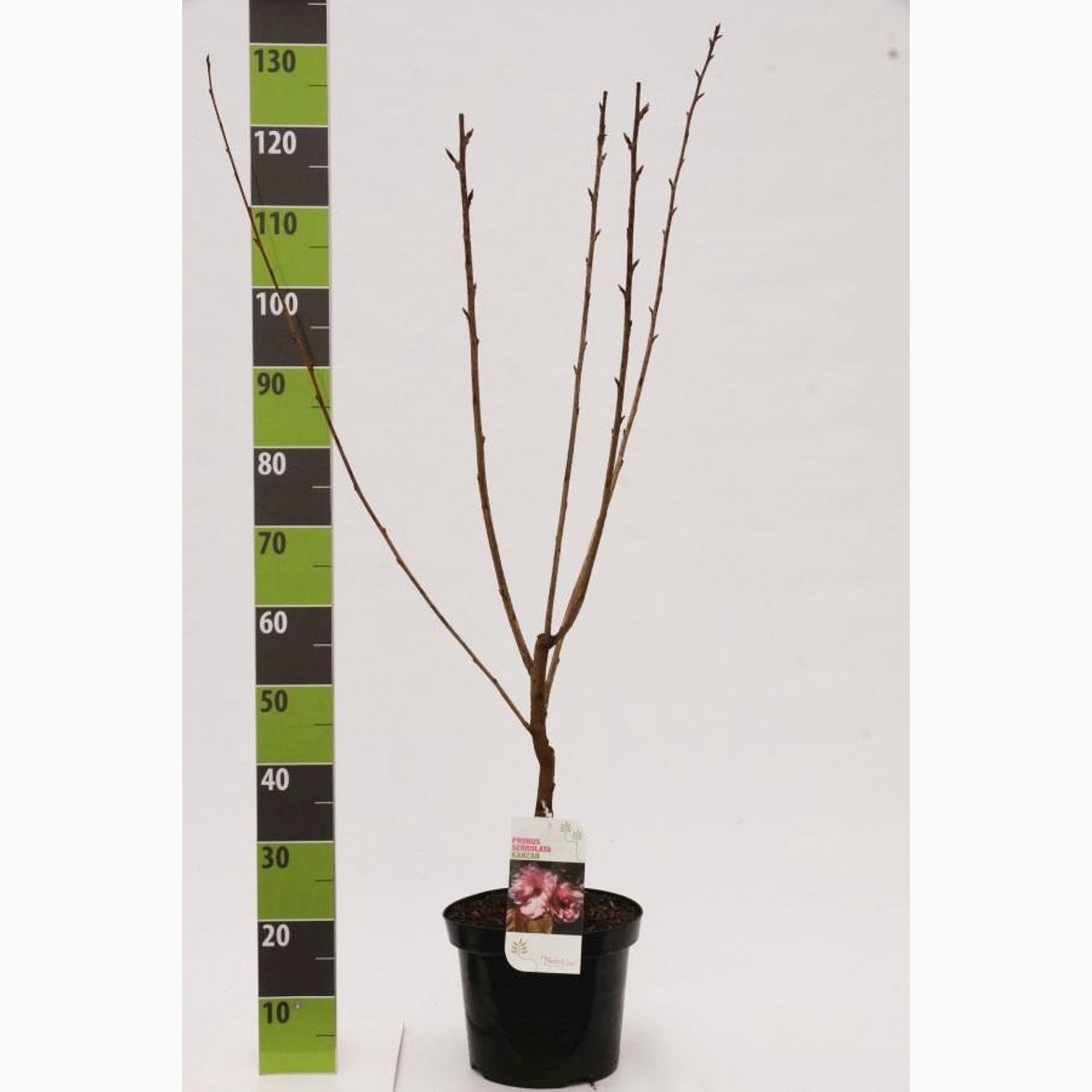 Japanskt körsbär – Prunus serrulata 'Kanzan' - C7 80-100 CM