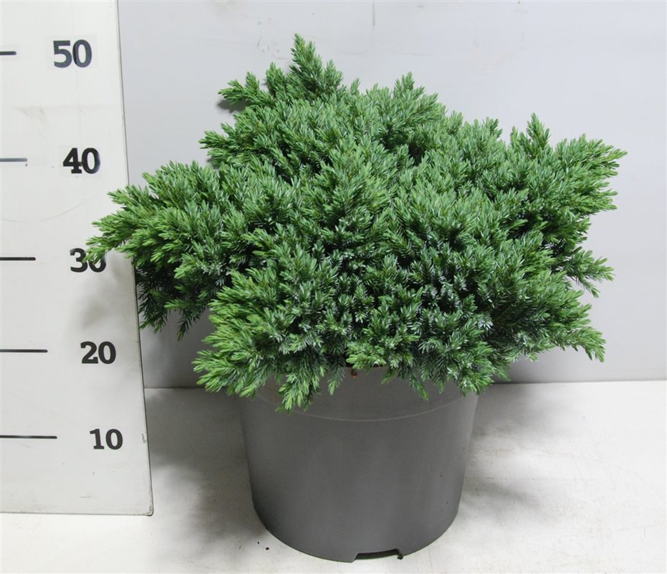 Himalaya-en – Juniperus squamata &