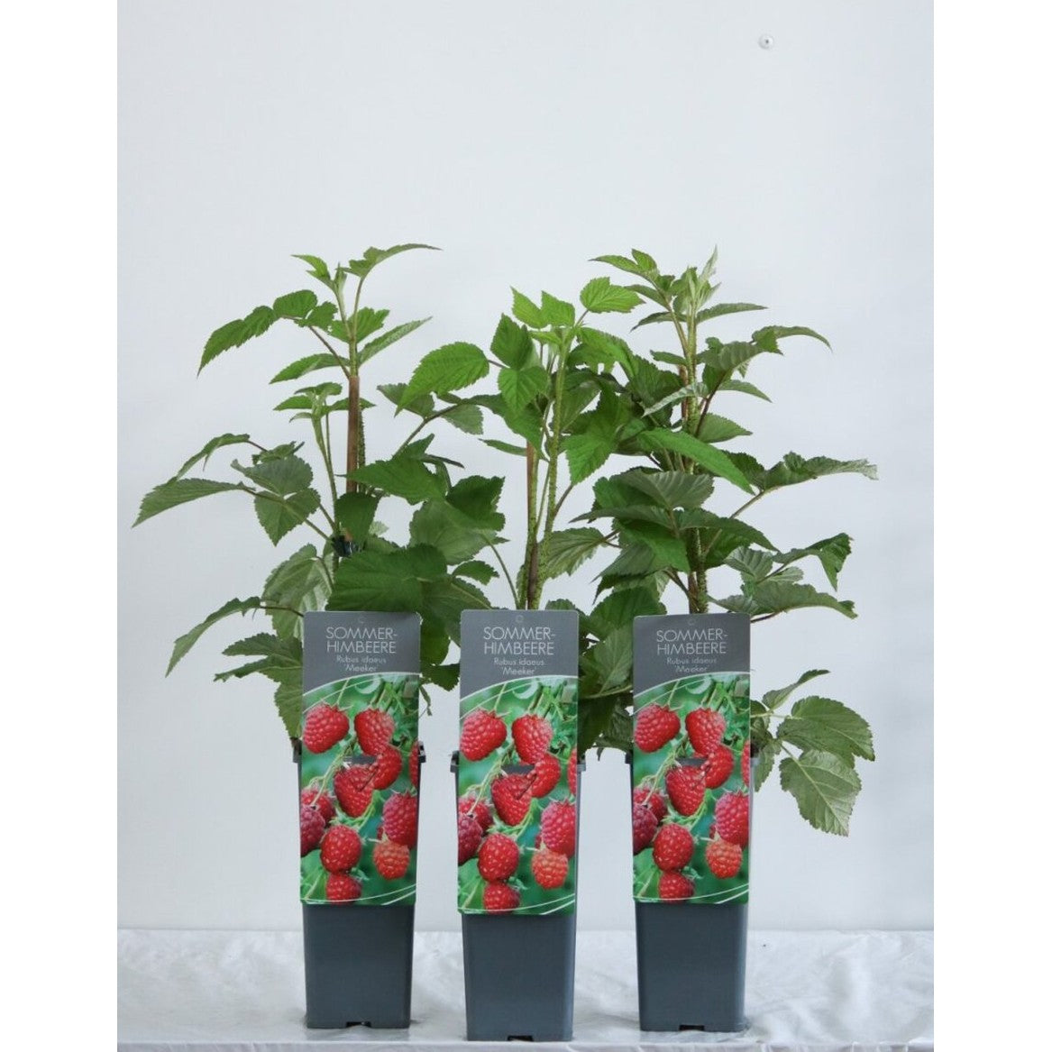Hallon – Rubus idaeus 'Meeker' - C2 30-40 CM