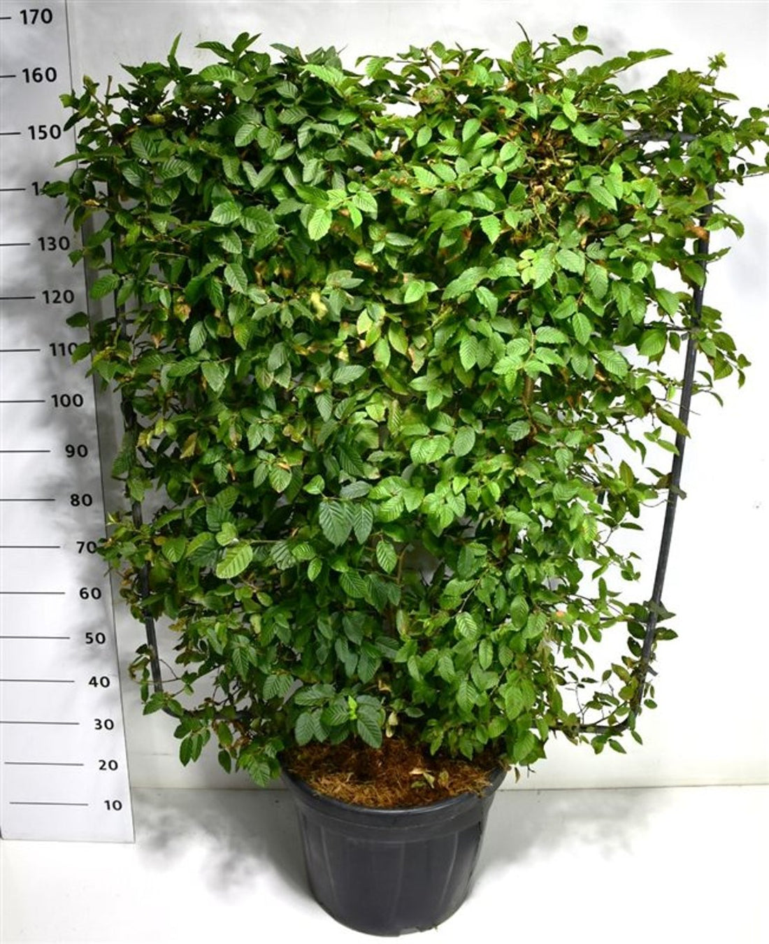 Avenbok – Carpinus betulus - C45 120 cm. Scherm
