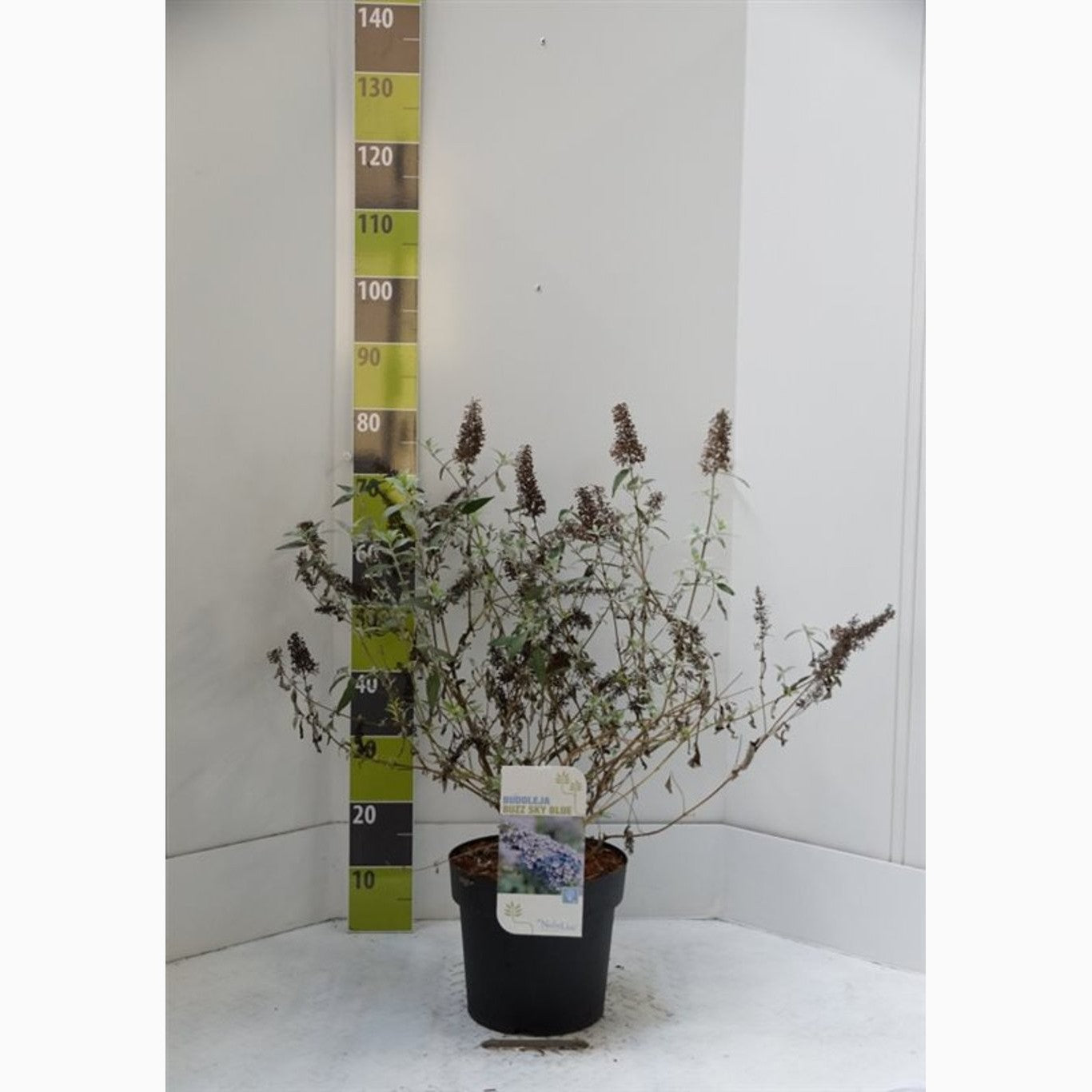 Sommarlilja – Buddleja dav. 'Buzz Sky Blue' - C7