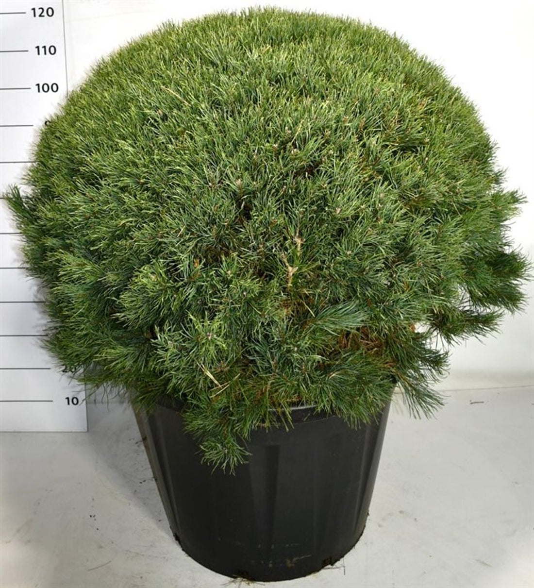 Tall – Pinus sylvestris &