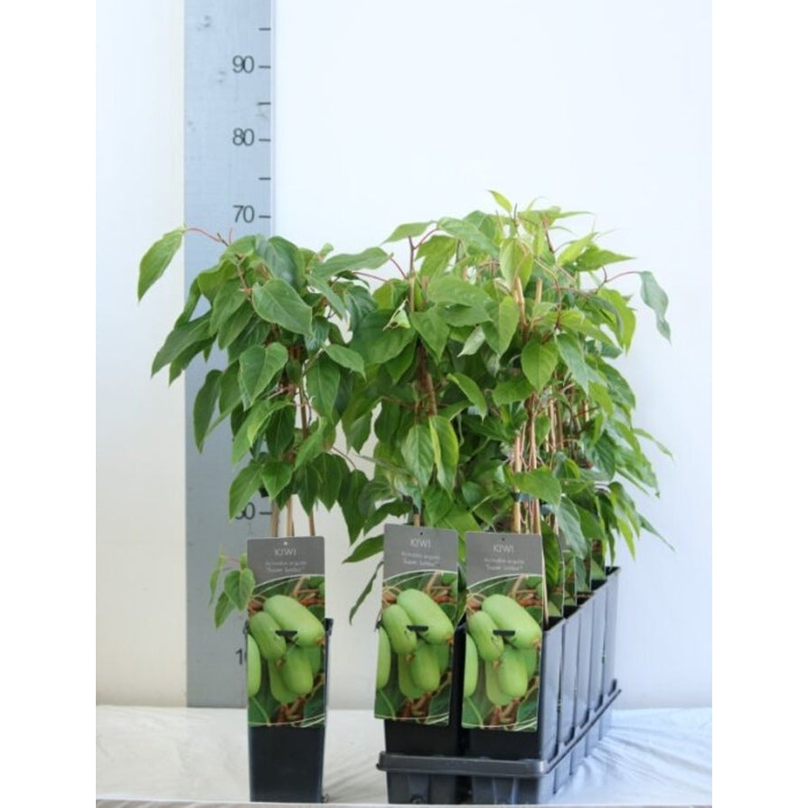 Minikiwi – Actinidia a. 'Super Jumbo' - C2 50-60 CM 3 Stick
