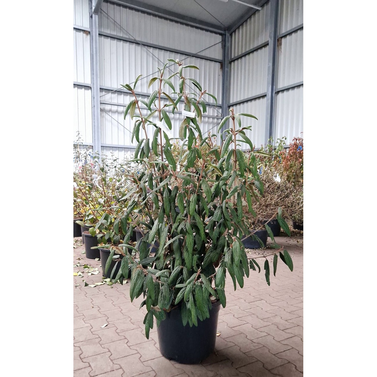 Läderbladsolvon – Viburnum rhytidophyllum 'Holland' - 100-125 CM RB