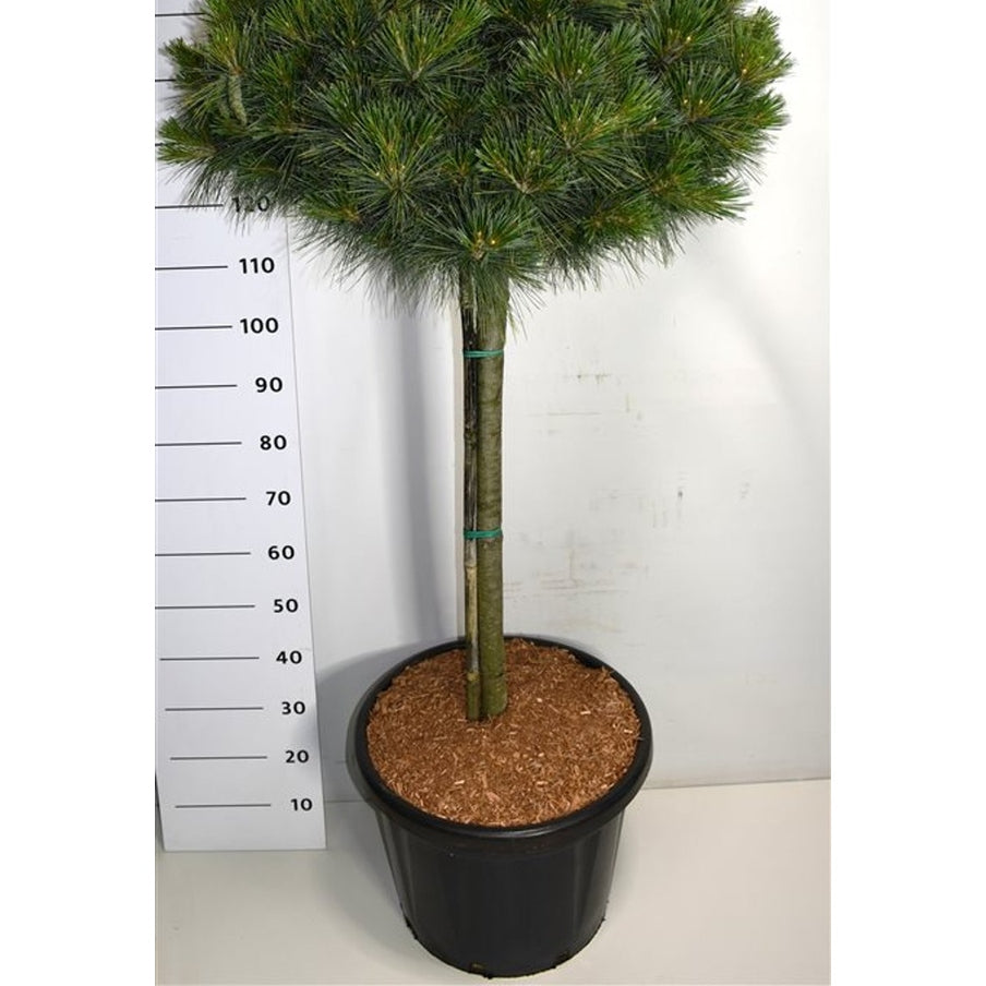 Västra vit­tall – Pinus strobus 'Nana' - C45 80 cm. Stam