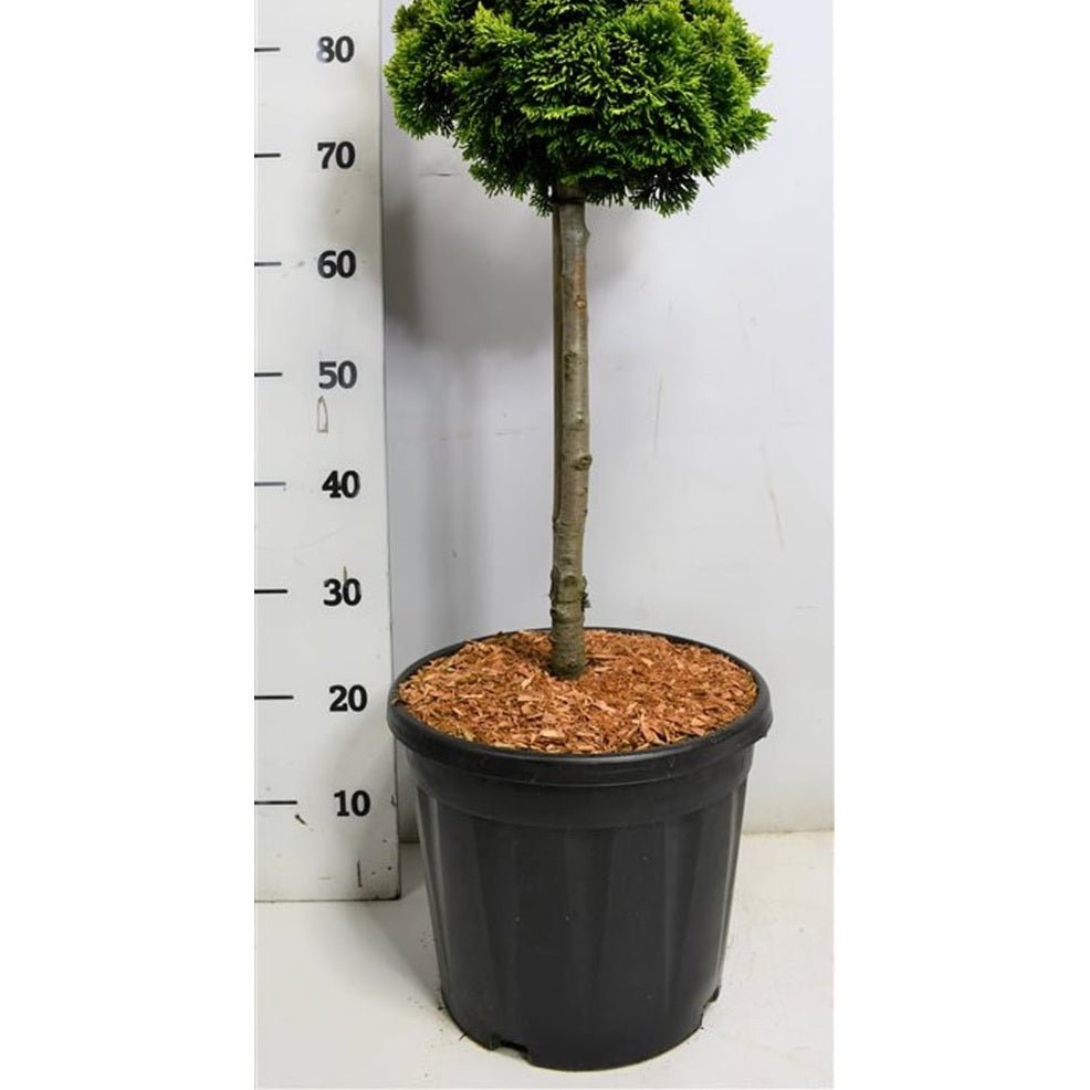 Ädelcypress – Chamaecyparis obtusa 'Nana Aurea' - C13 40 cm. Stam