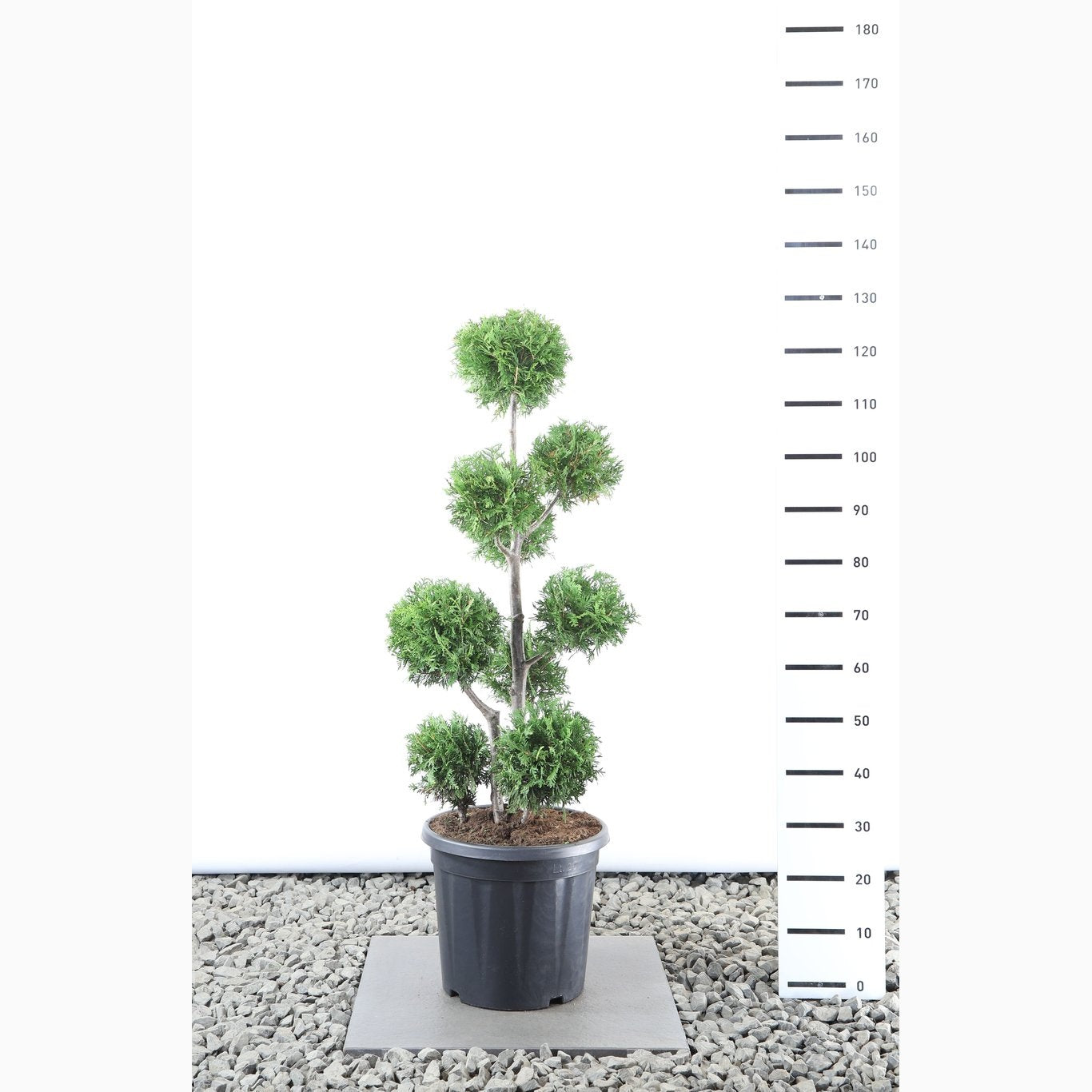 Thuja – Thuja occidentalis 'Brabant' - 80-100 CM PonPon EXTRA in Cont.