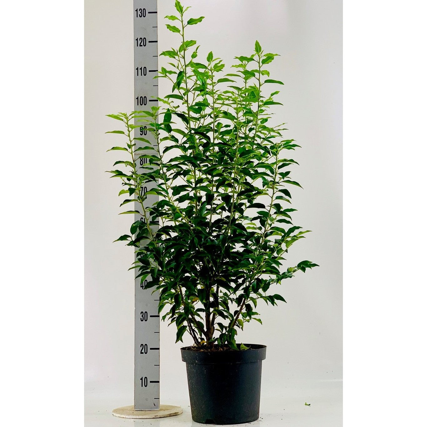 Lagerkörsbär – Prunus lusitanica 'Angustifolia' - C7,5 100-125 CM