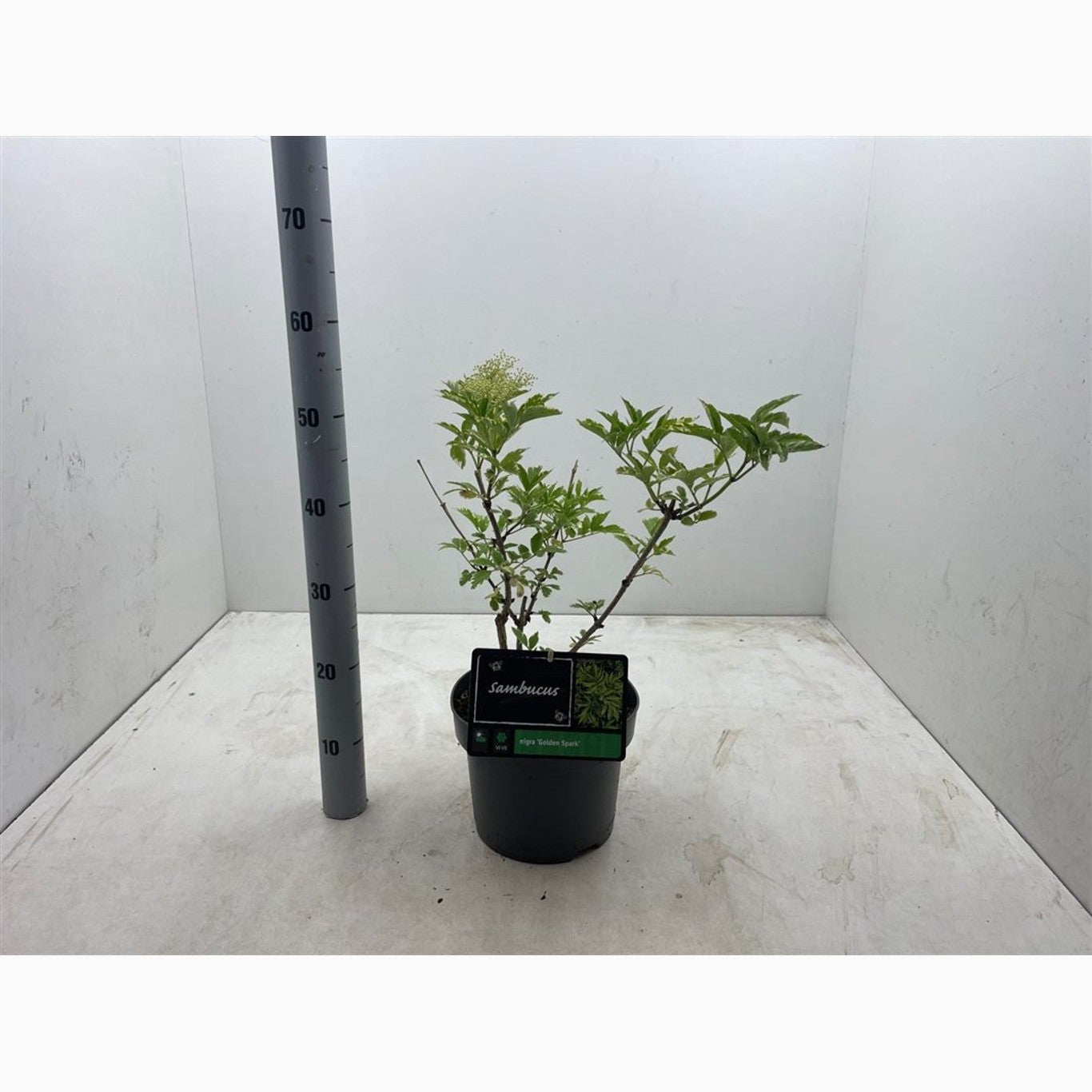 Fläder – Sambucus nigra 'Gold Spark' - C5