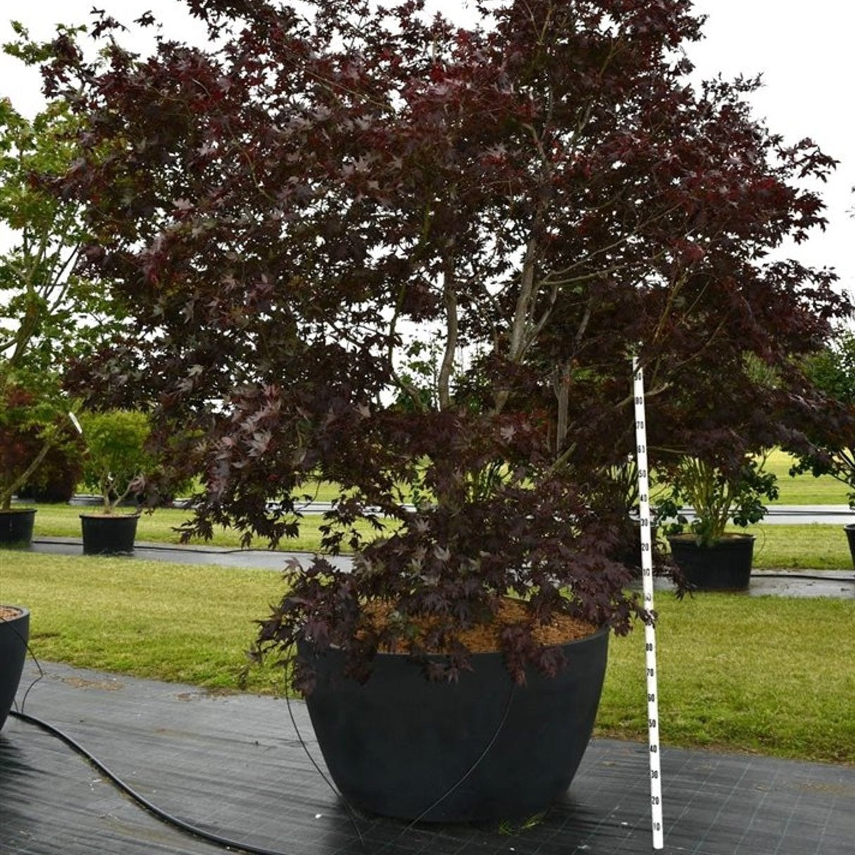 Japansk lönn – Acer palmatum 'Bloodgood' - C 1040 Decopot 250-300 cm.